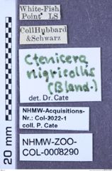 Etiketten zu Stropenron nigricollis (Bland, 1864) (NHMW-ZOO-COL-0008290)
